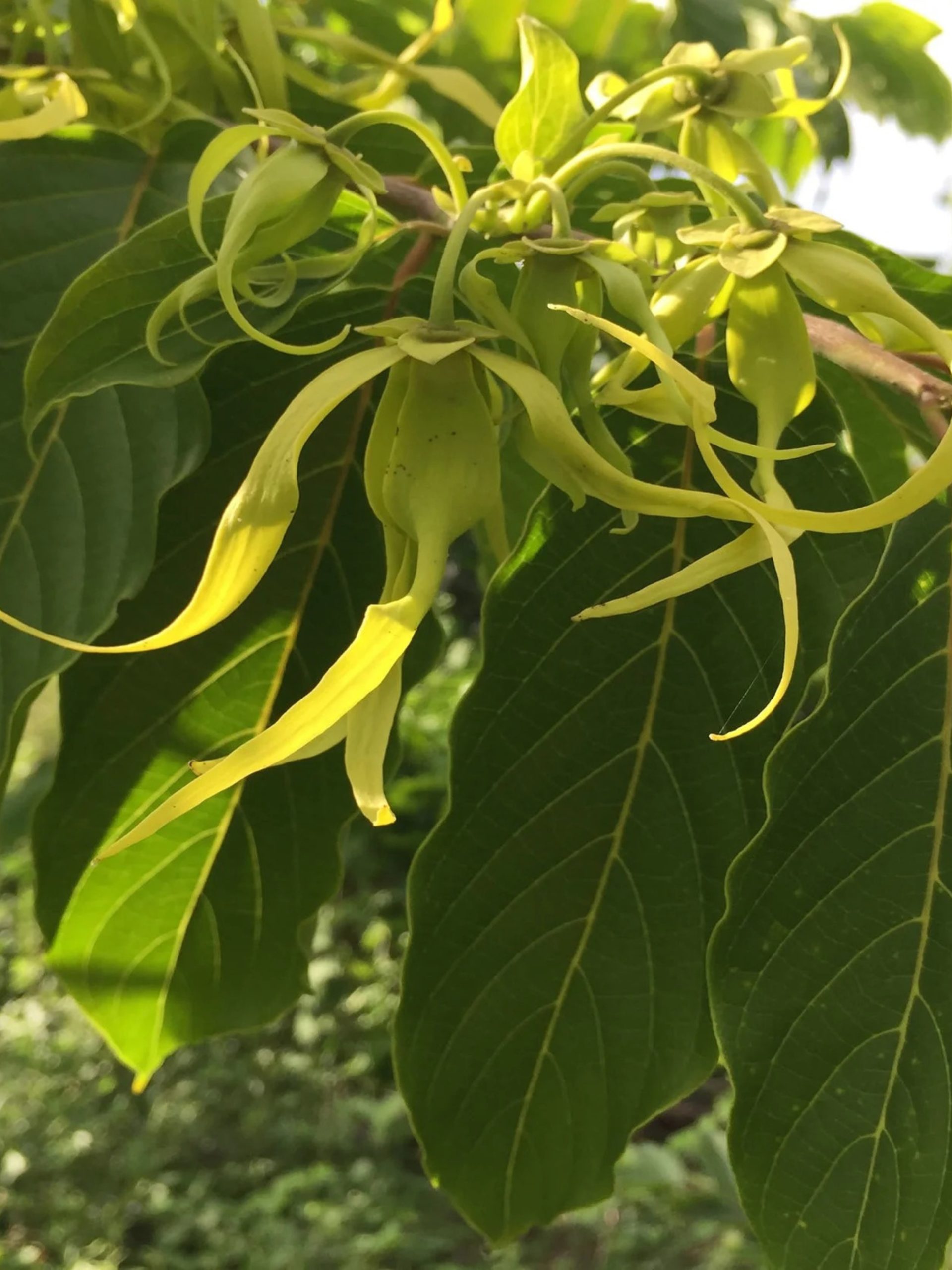 Sakatia Greenery