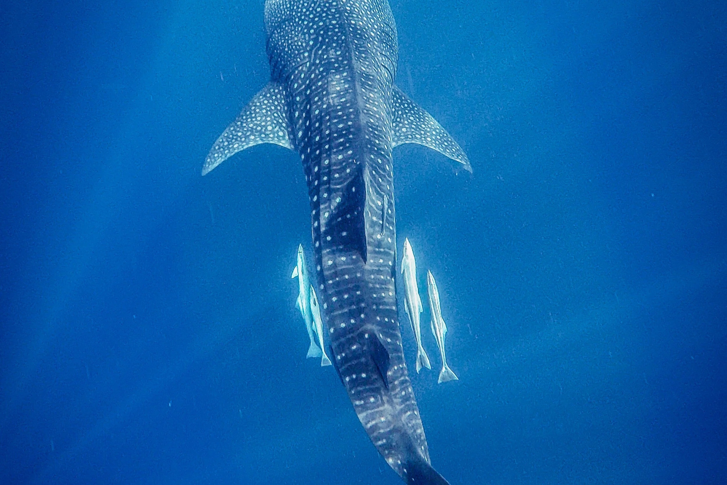 Whale Sharks