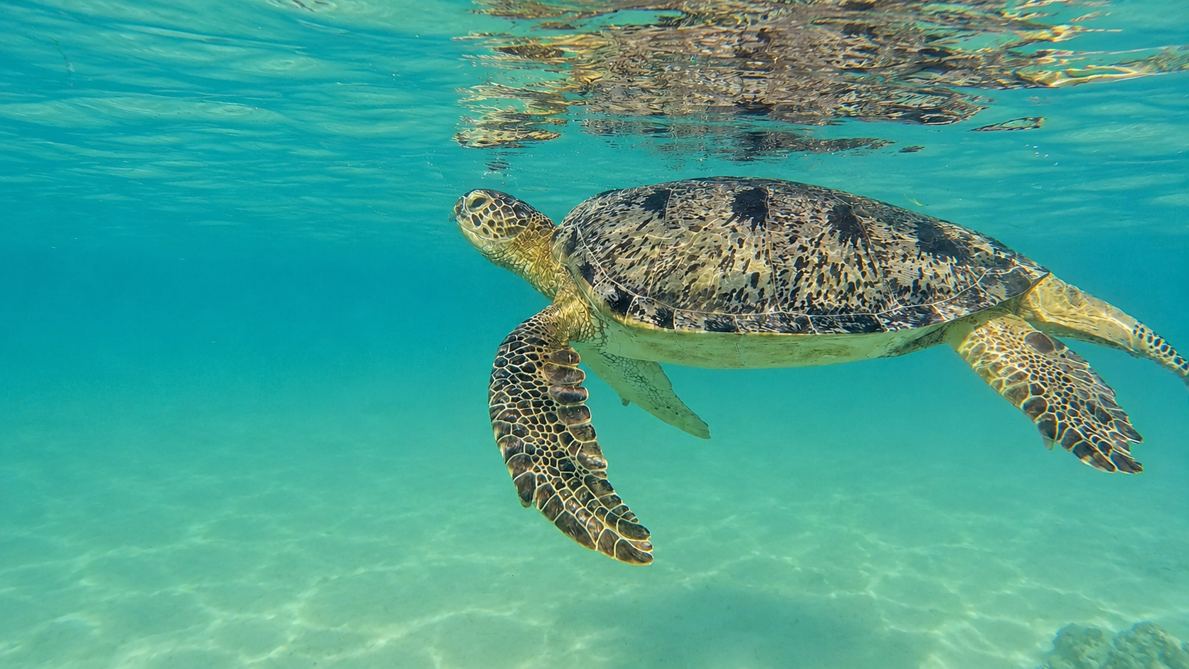 B Graceful sea turtle gliding underwater