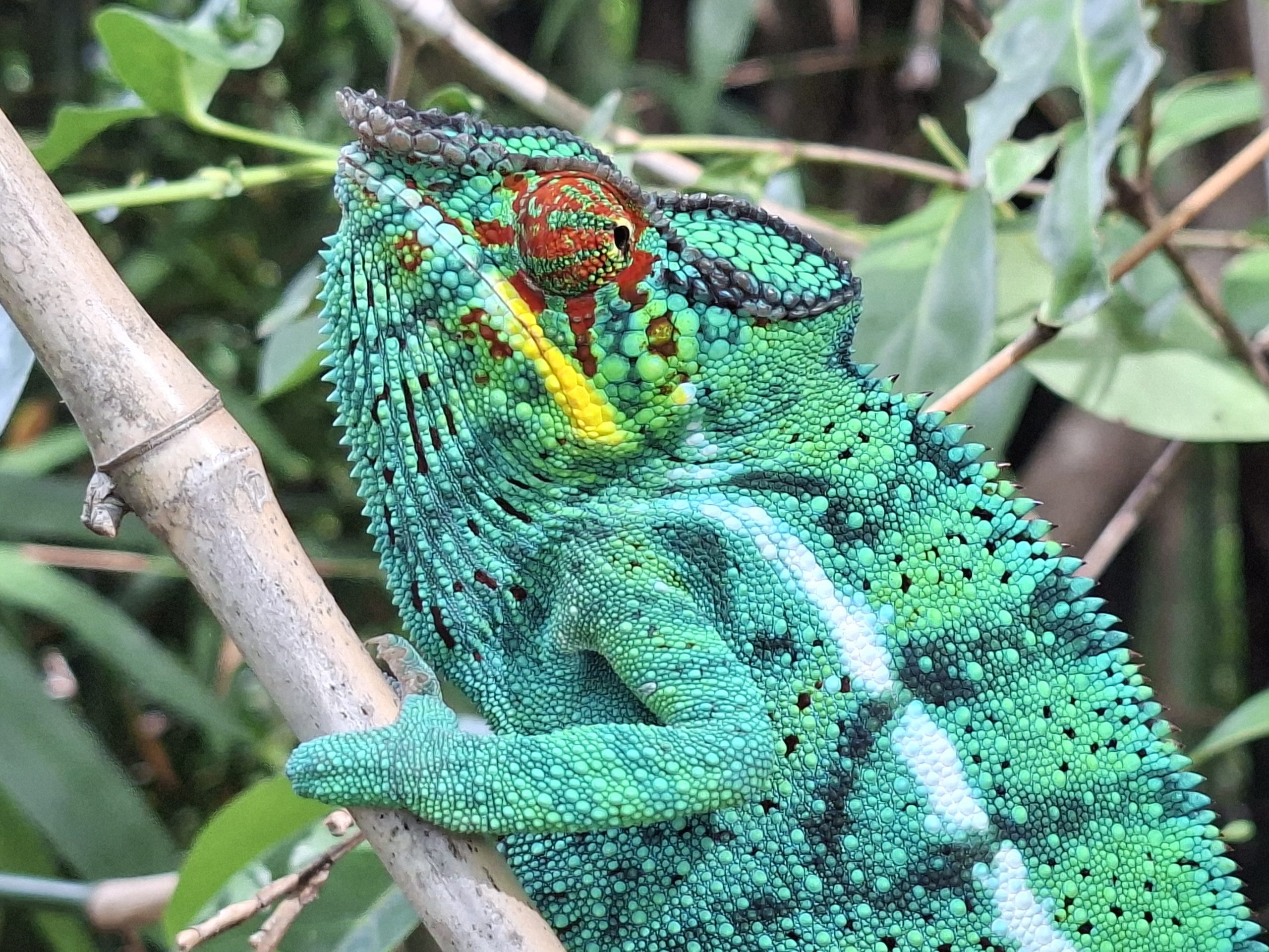 chameleon close up
